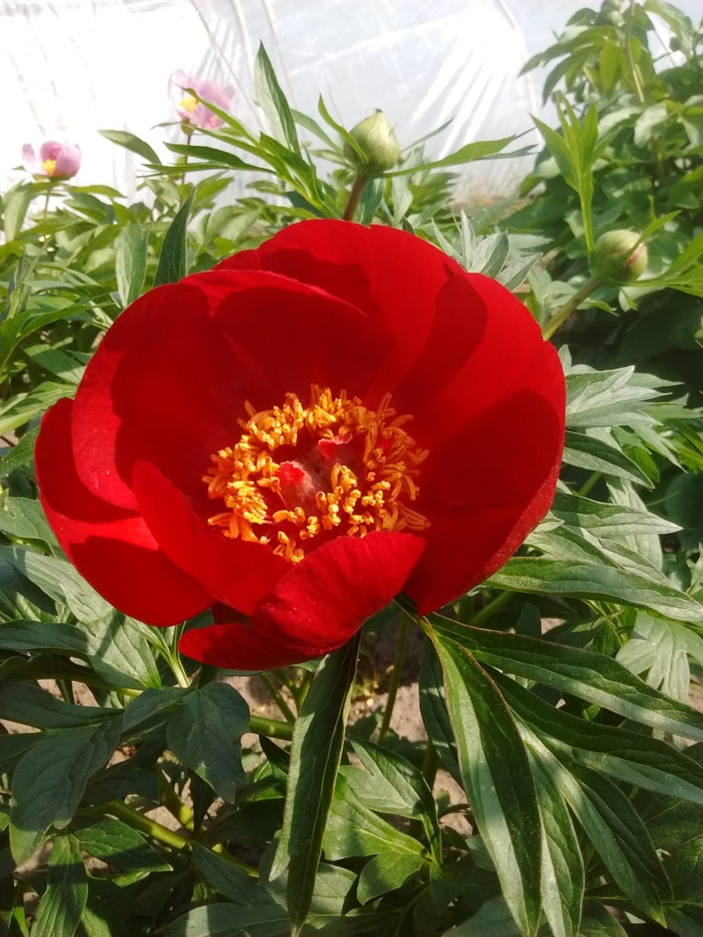 Red Windflower The Peony Society