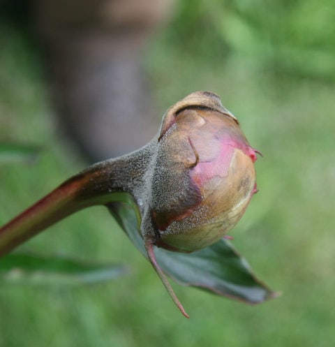 Botrytis on bud. Photo by Pat Holloway