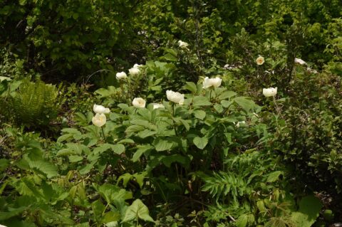 Paeonia wittmanniana in Georgia, Samegrelo Province - Copyright Ruslan Mishustin