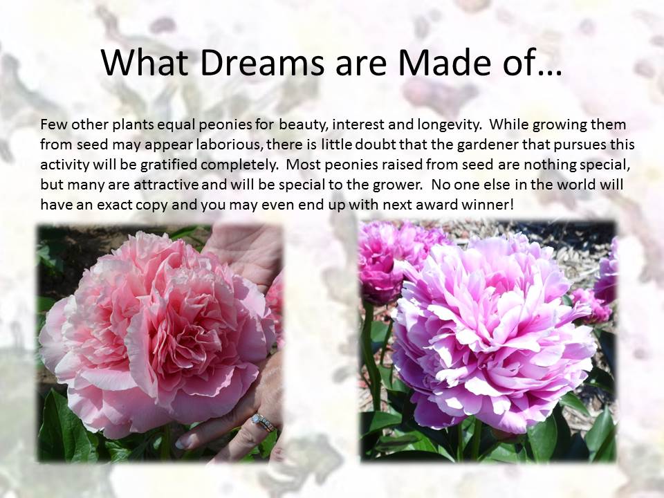 Ultrey Seed House 10 Pieces Peony Flower Seeds Scented Shrubs Peony Seeds Spring Plants Perennial Hardy for Garden Balcony/Patio