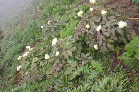 Paeonia tomentosa in Gilan province (NW Iran), Talysh Mountains range - Copyright Harrie de Vries
