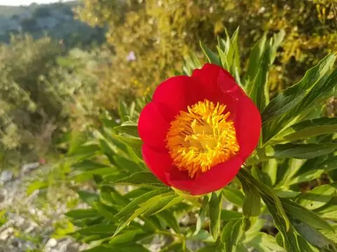 Copyright Liberto Dario. Paeonia peregrina on Lefkada island (Greece). Full sun and limestone scree for this redder than red species that also appears on the mainland and in less harsh conditions."