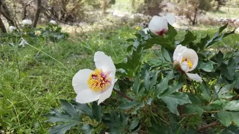 Copyright Liberto Dario. "Paeonia clusii subsp. clusii is a Cretan endemic found in all the three big mountain complexes of the island. Here from the Lasithi mountains."