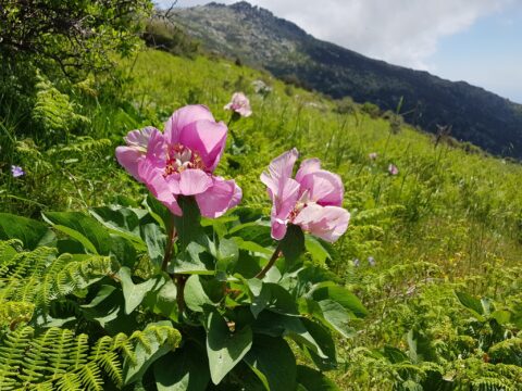 Paeonia mascula ssp hellenica on Evia island (Greece) - Copyright Liberto Dario
