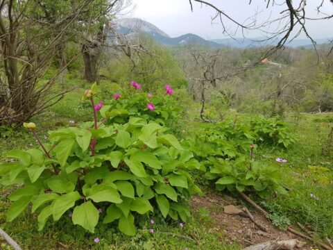Copyright Liberto Dario. "Paeonia mascula subsp. mascula on Lesvos island (Greece). Very abundant in this open chestnut forest location."