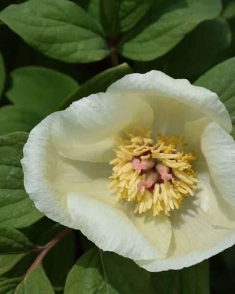 Paeonia tomentosa in Iran, Gilan Province, Talysh Mountains - Image by guilan_cthh