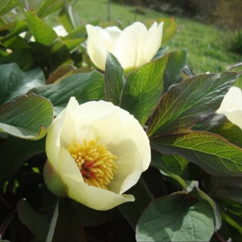Paeonia tomentosa in Iran, Talysh Mountains, Gilan Province, Amarlu District - Image by ourskyland