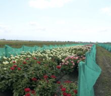 Investing in exclusive peony cultivars: the Scholten brothers