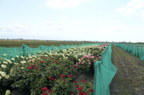 A part of the wide assortment of Peony Shop Holland. These are the hybrids. The Scholten brothers are also active in the hybridization and propagation of lactifloras.