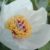Profile picture of The Peony Society
